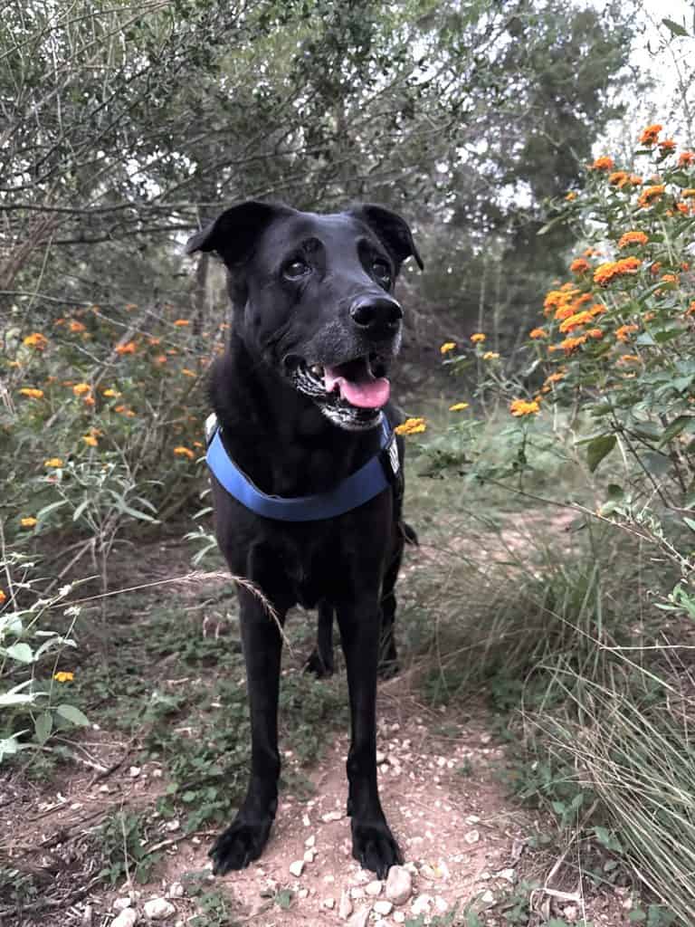 black dog on a walk